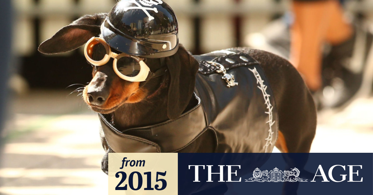 Melbourne stops for sausage dog race